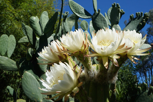 Westerbeke_ranch_Sonoma_meeting_retreats_weddings_napa_events_conference_0039