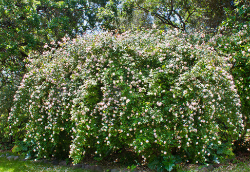 Westerbeke_ranch_Sonoma_meeting_retreats_weddings_napa_events_conference_0210